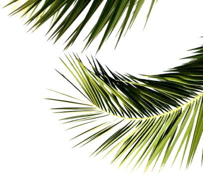 Prestige Raintree Park leaves image